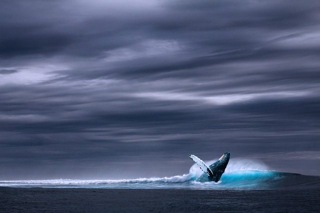 Co je ta “Modrá velryba”?